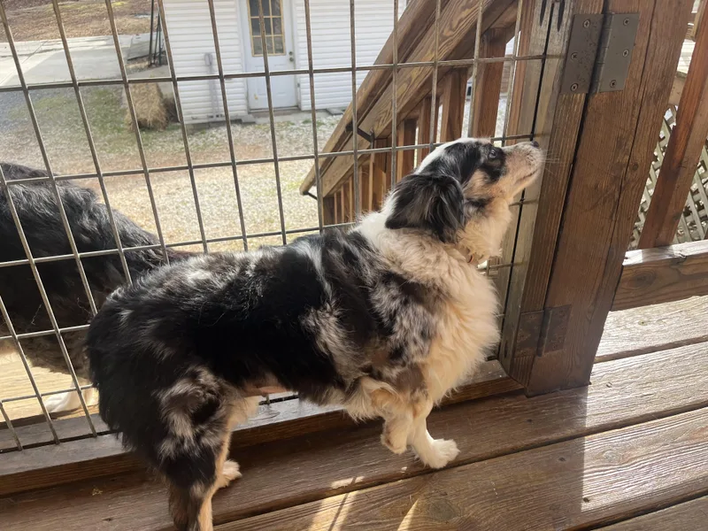 An adult small-sized female Merle (Blue) Australian Shepherd dog named Dixie for adoption in Chicopee, MA
