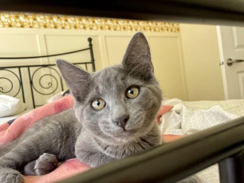 A young medium-sized male Gray / Blue / Silver Domestic Short Hair cat named George for adoption in Arlington, WA