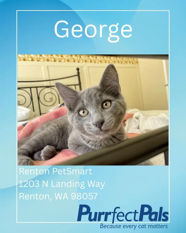 George thumbnail 2
