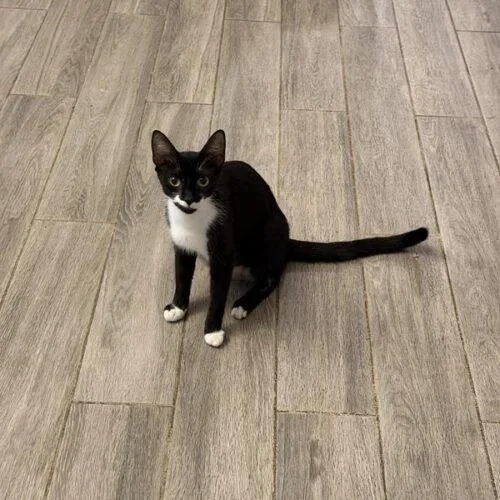 A baby medium-sized female Domestic Short Hair cat named Nina for adoption in Tampa, FL