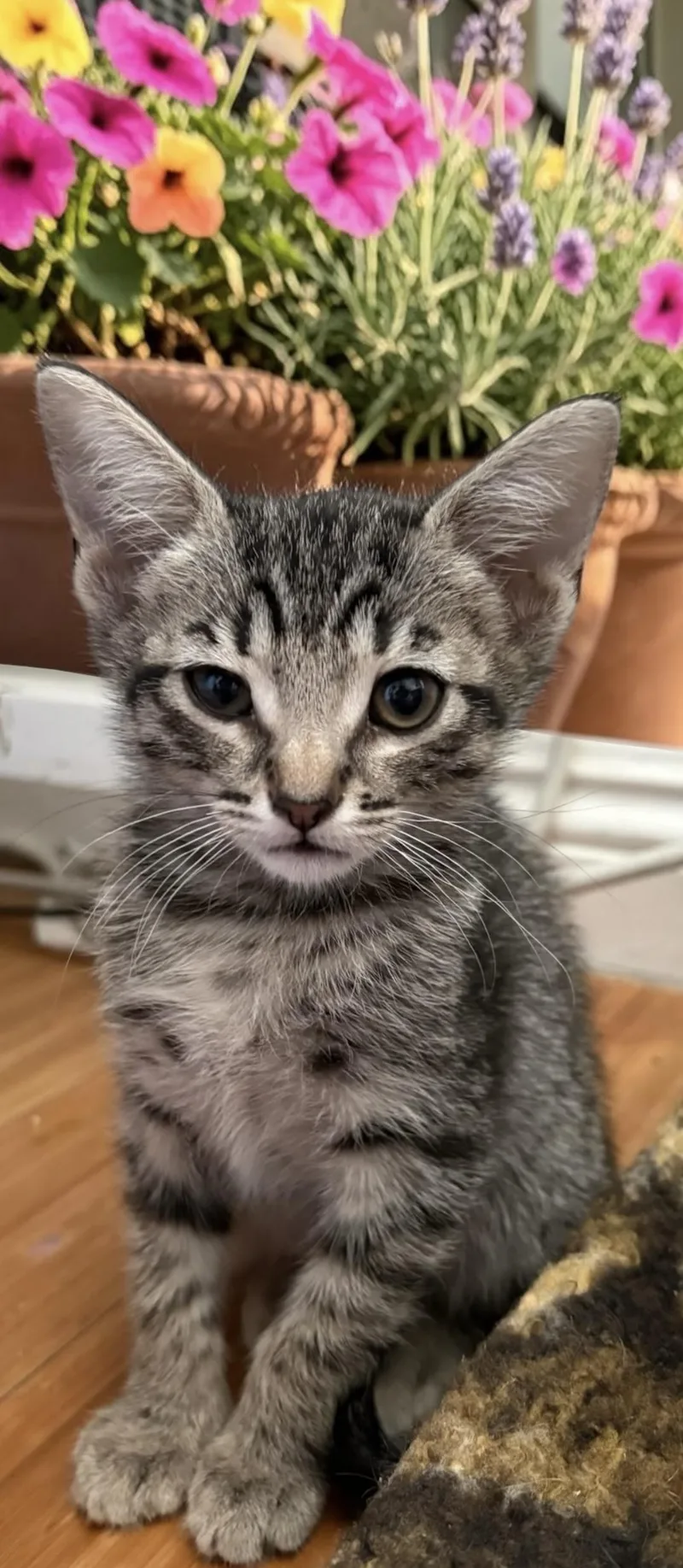 A baby medium-sized female Tabby (Gray / Blue / Silver) Domestic Short Hair cat named Abby for adoption in Los Angeles, CA