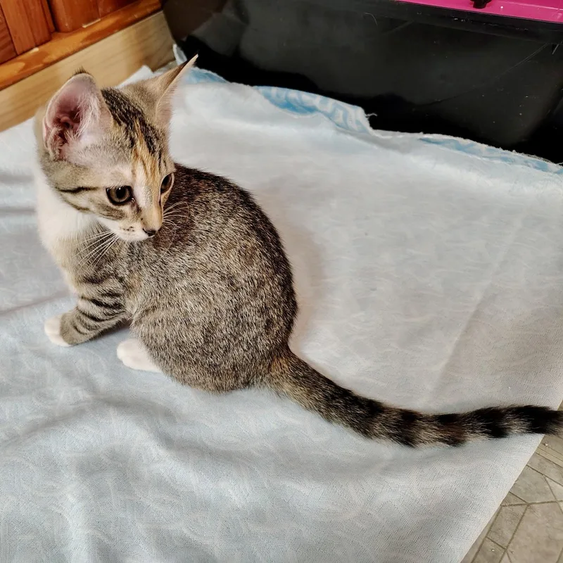 A baby medium-sized female Tabby (Buff / Tan / Fawn) Domestic Short Hair cat named Operetta for adoption in Richmond, VA