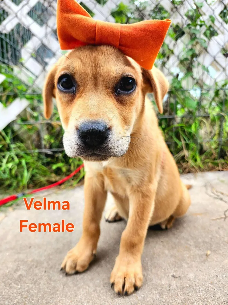 A baby medium-sized female Golden Labrador Retriever dog named Velma  Cs for adoption in Columbia, MD