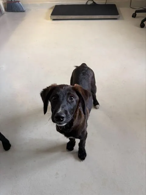 Moose
