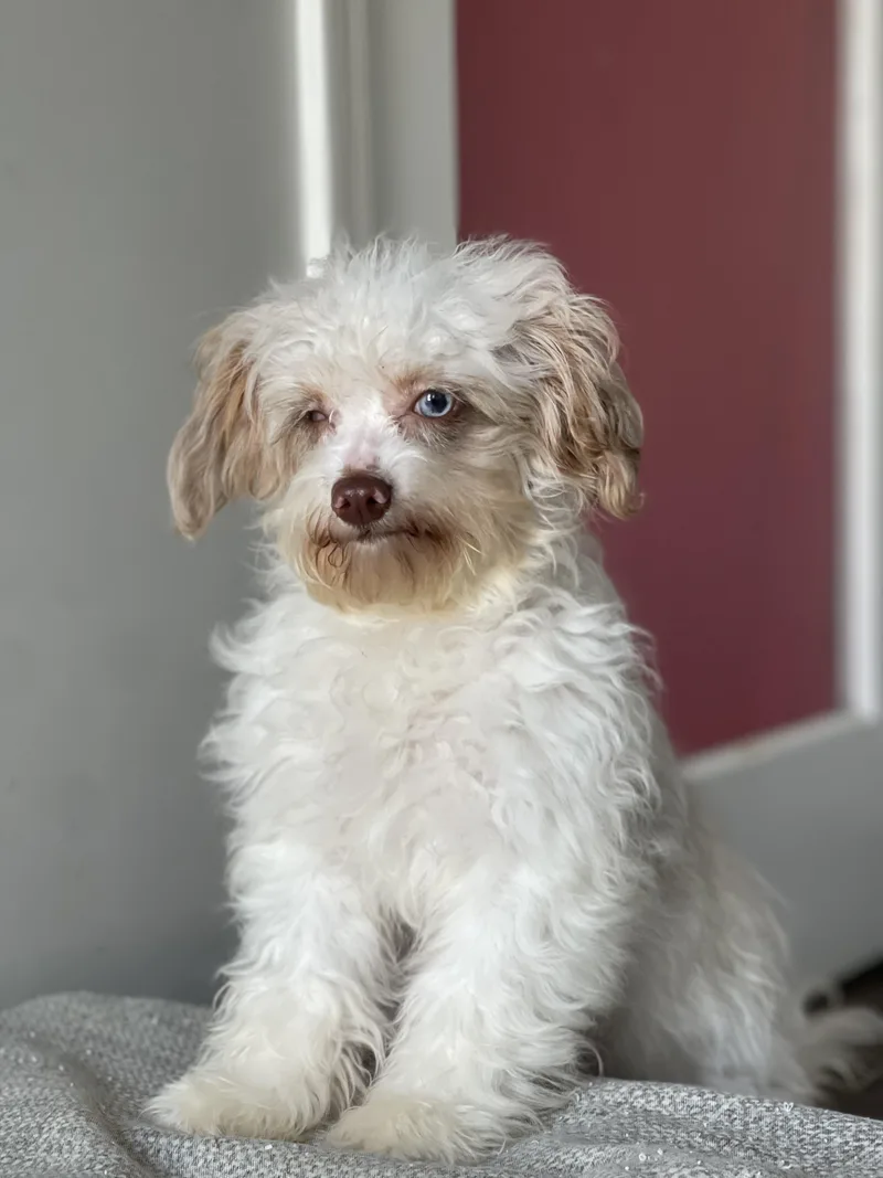 A young small-sized female White / Cream Aussiedoodle dog named Aly for adoption in Hornell, NY