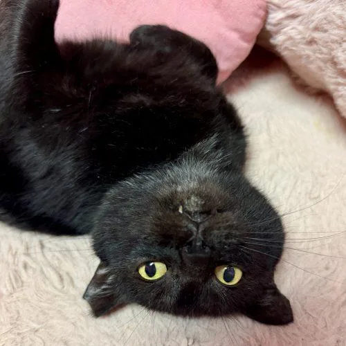 A young small-sized male Domestic Short Hair cat named Blacara for adoption in Knoxville, TN