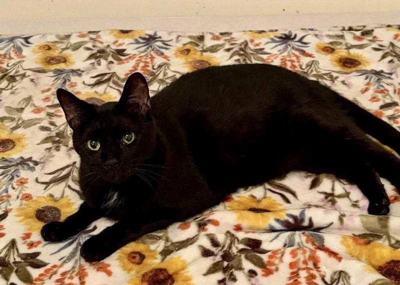 A young medium-sized male Black Domestic Short Hair cat named Mickey for adoption in Garner, NC