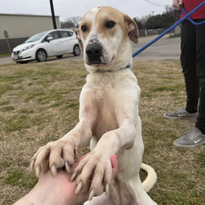 Juniper D thumbnail 2