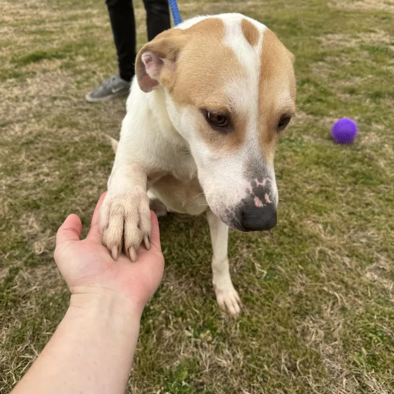 Juniper D thumbnail 3