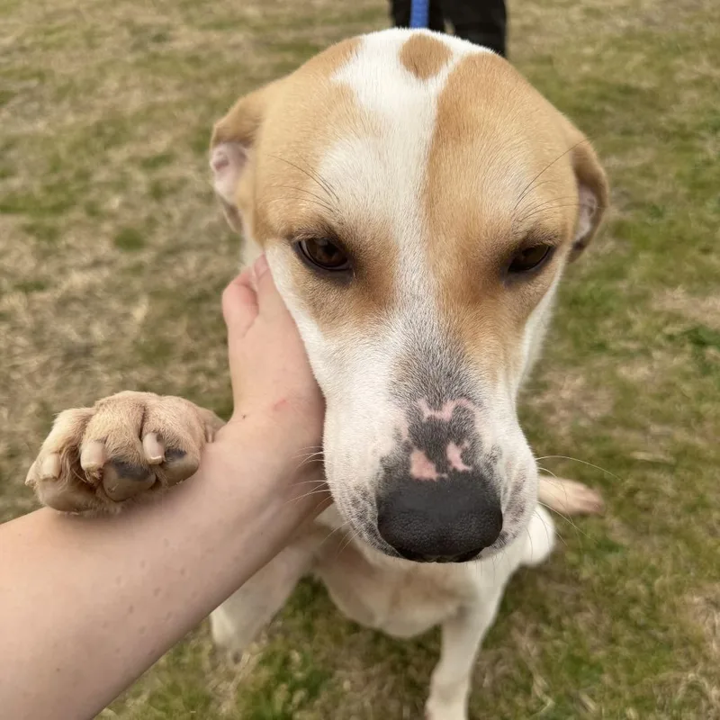 Juniper D thumbnail 4