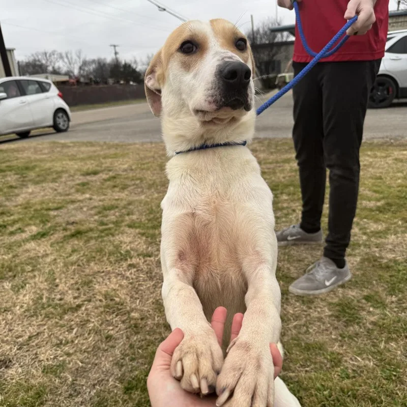 Juniper D thumbnail 5