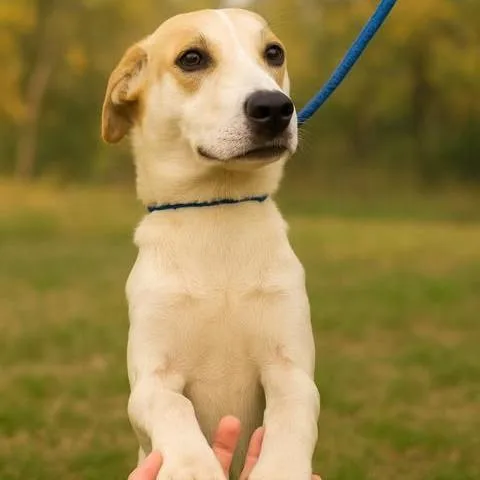 Juniper D thumbnail 6