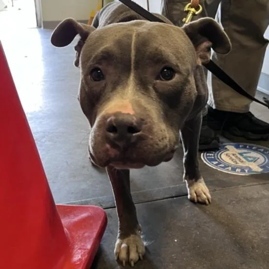 An adult large-sized female Pit Bull Terrier dog named Winnie for adoption in Los Angeles, CA