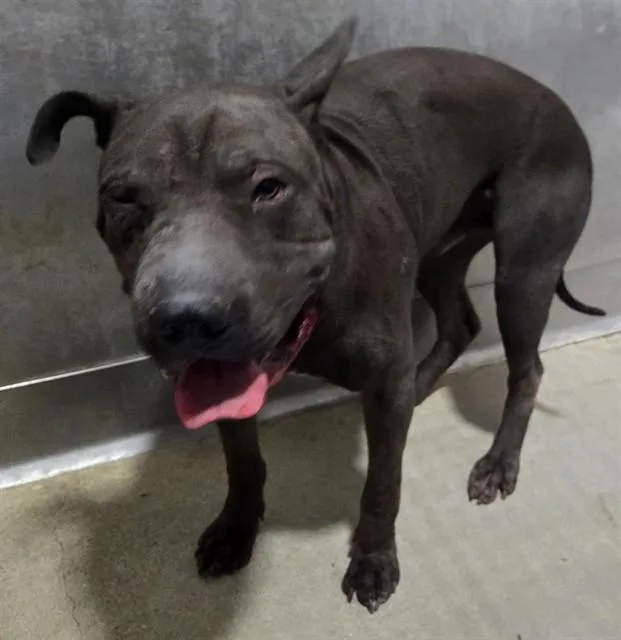 An adult large-sized male Pit Bull Terrier dog named Francis for adoption in Lancaster, CA