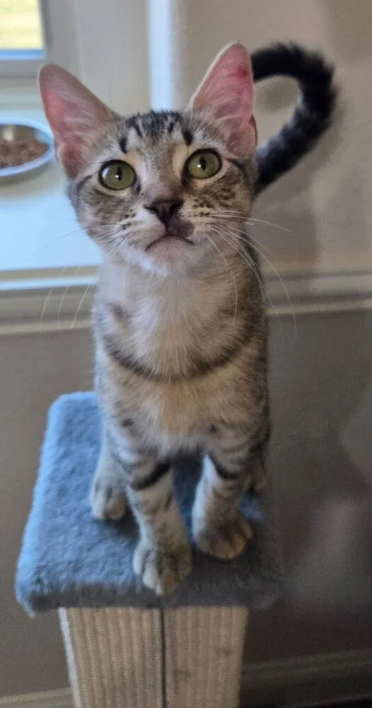 A baby small-sized male Domestic Short Hair cat named El Tigre for adoption in Dallas, TX