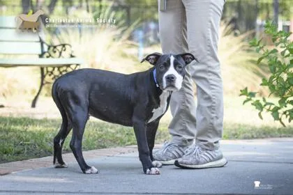 A young medium-sized male American Staffordshire Terrier dog named a Grouse for adoption in North Charleston, SC