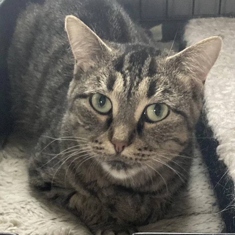 An adult medium-sized female Brown / Chocolate Domestic Short Hair cat named Marigold for adoption in Grand Rapids, MN