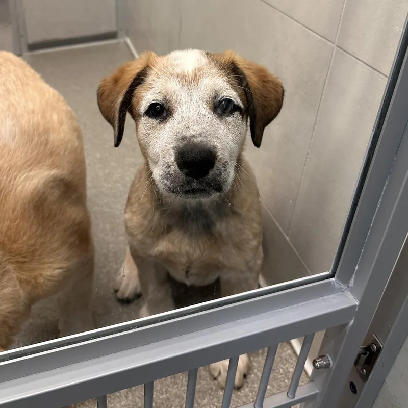 A baby small-sized male White / Cream Mixed Breed dog named Spark for adoption in Hailey, ID