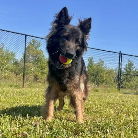 A senior medium-sized female Black Shepherd dog named Niagara Fall for adoption in Matteson, IL