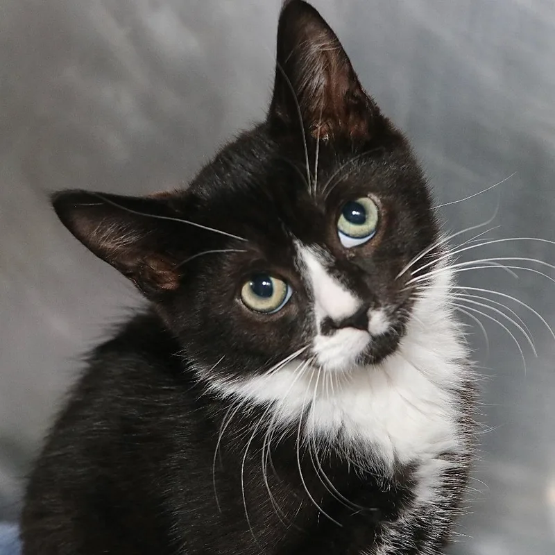 A baby small-sized male Black Domestic Short Hair cat named Gerald for adoption in Allentown, PA