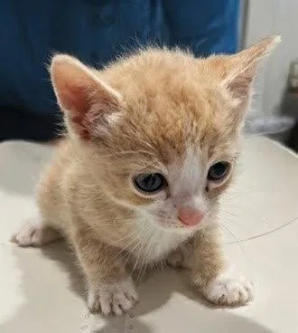 A baby medium-sized male Orange & White Domestic Short Hair cat named Rowan .. for adoption in Apopka, FL