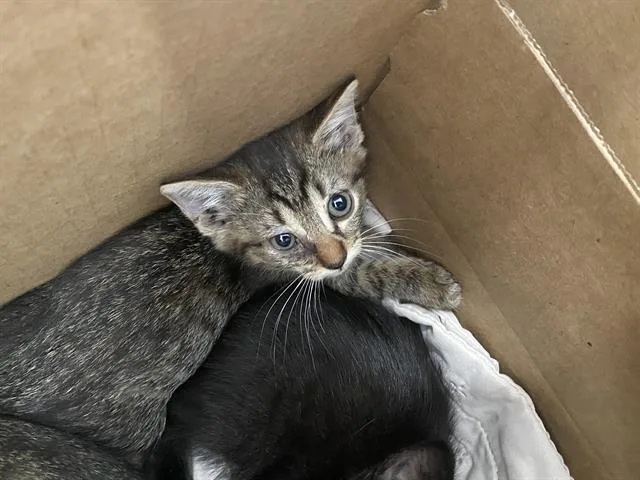 A baby medium-sized female Domestic Short Hair cat named Luna for adoption in Dallas, TX