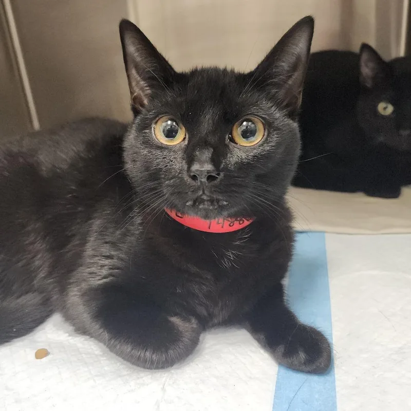 A young medium-sized female Black Domestic Short Hair cat named Bonnie for adoption in Tampa, FL