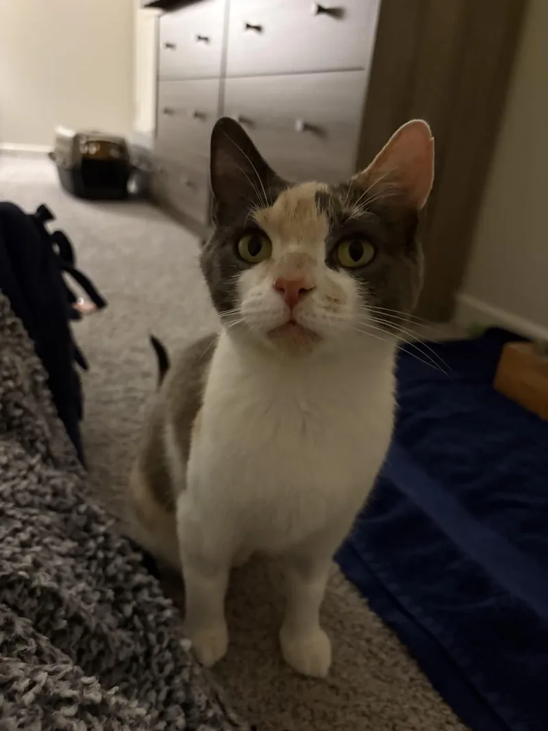 Misty