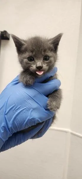 A baby medium-sized female Domestic Short Hair cat named Magpie for adoption in Silverdale, WA