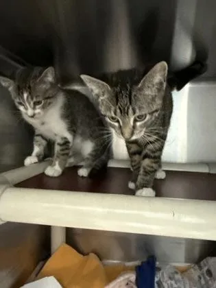 A baby small-sized male Domestic Short Hair cat named Jimmy John for adoption in Madison, NJ