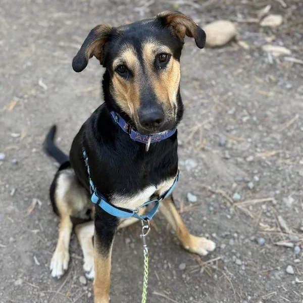 An adult medium-sized female Bicolor Mixed Breed dog named Ducky for adoption in Truckee, CA