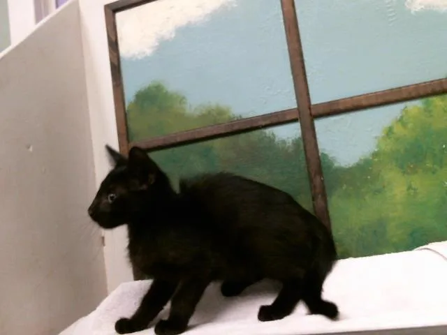 A baby small-sized male Domestic Short Hair cat named Jackson for adoption in Houston, TX