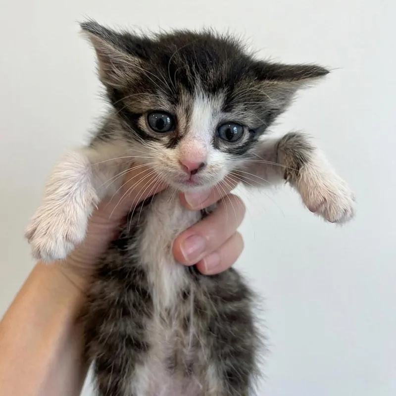 A baby small-sized male Domestic Short Hair cat named Admire Moon for adoption in Austin, TX