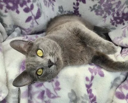 A young medium-sized male Russian Blue cat named 7038 (Ramen) for adoption in Lake City, MI