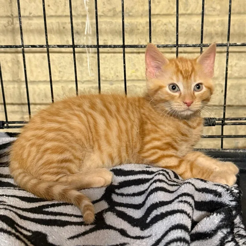 A baby medium-sized male Orange / Red Domestic Short Hair cat named Mischief for adoption in Cuyahoga Falls, OH