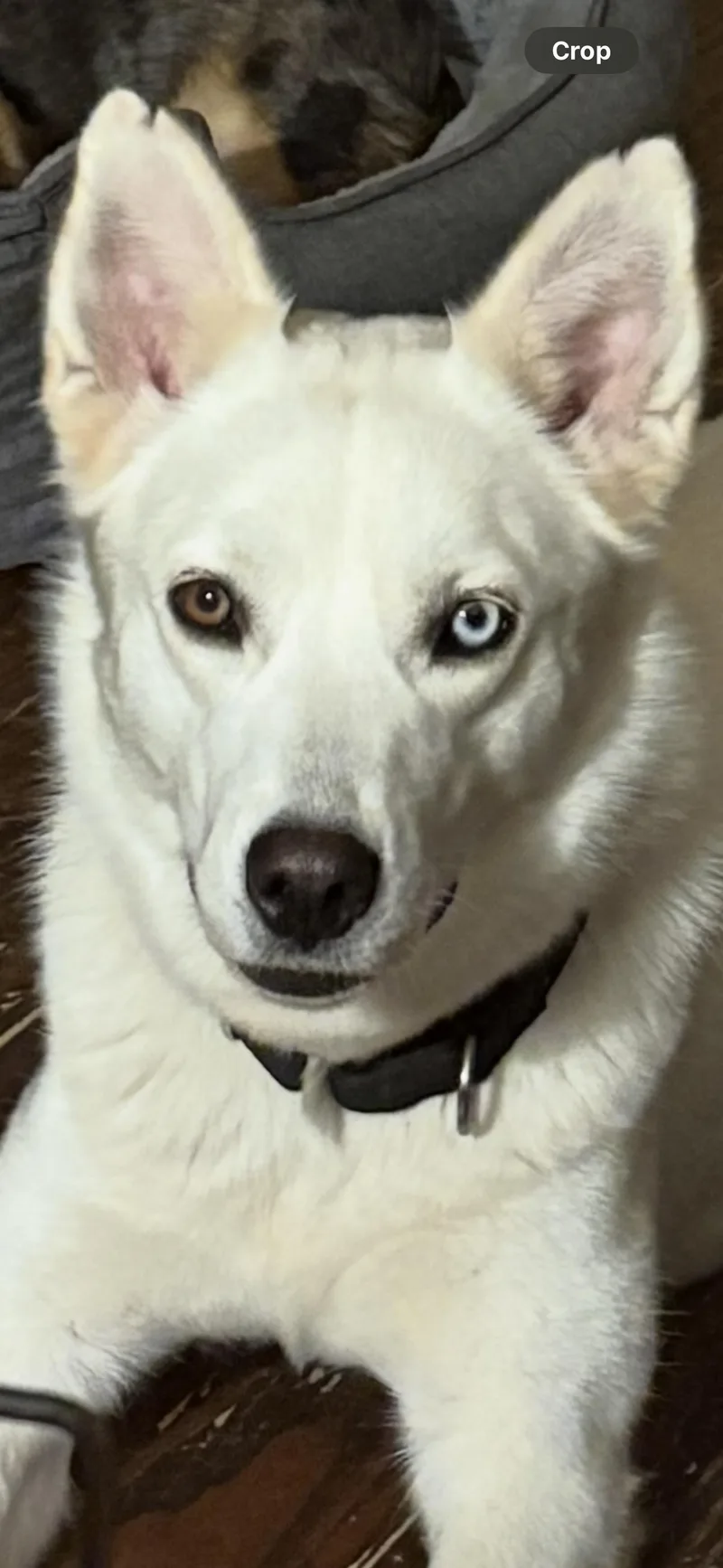 An adult medium-sized female Husky dog named Willow for adoption in Conroe, TX