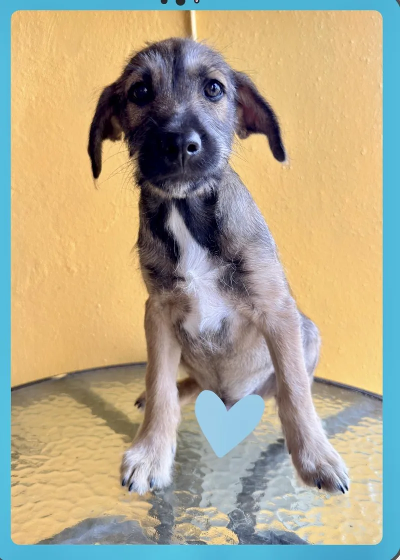 A baby medium-sized male Yellow / Tan / Blond / Fawn Border Terrier dog named Nico for adoption in Lake Forest, IL