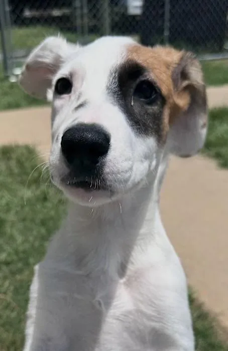A baby medium-sized male White / Cream Australian Shepherd dog named Tiger Eye for adoption in Watertown, CT