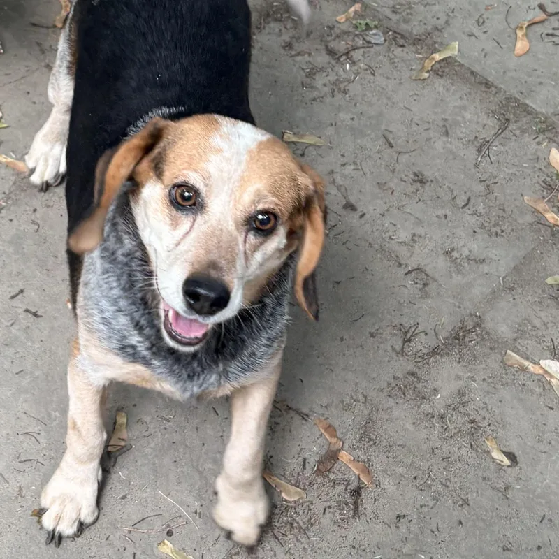 An adult small-sized female Beagle dog named Patsy for adoption in Danville, VT