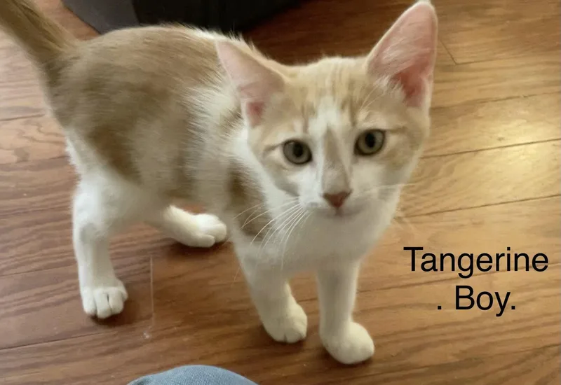 A young medium-sized male Orange & White Domestic Short Hair cat named Tangerine for adoption in Scottsdale, AZ