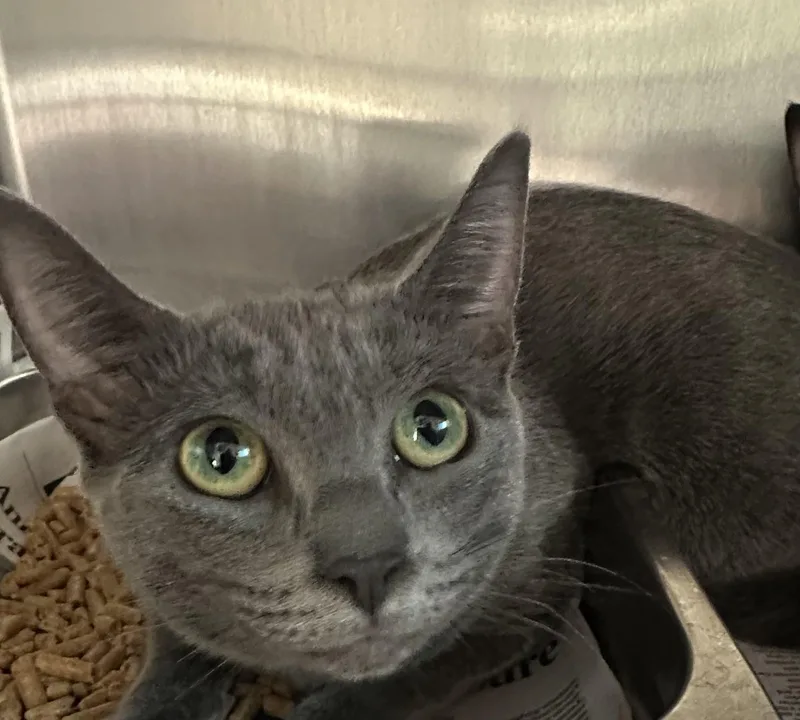 A young large-sized male Domestic Short Hair cat named Tink for adoption in San Pedro, CA