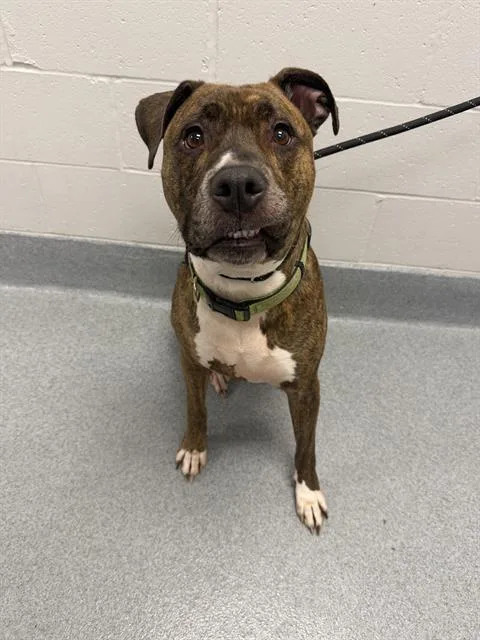 An adult large-sized male Boxer dog named Hoss for adoption in Indianapolis, IN