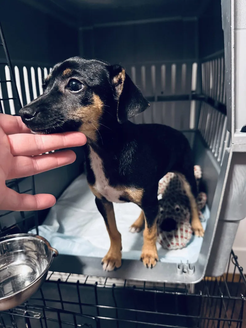 A young medium-sized female Chihuahua dog named Aster for adoption in Columbus, IN