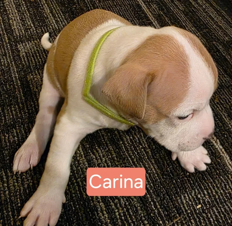 Carina Stardust  Local thumbnail 3