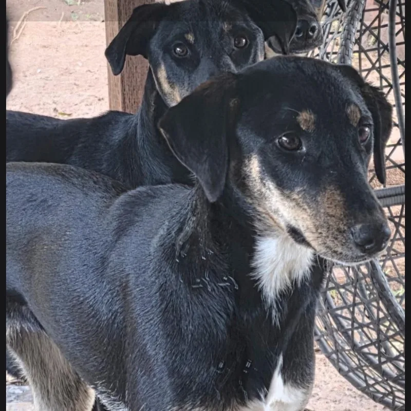 A young small-sized female Bicolor Doberman Pinscher dog named Destiny for adoption in Seal Beach, CA