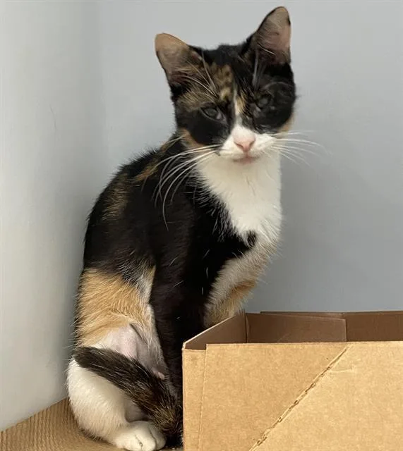 An adult large-sized female Domestic Short Hair cat named Onix for adoption in Palmetto, FL