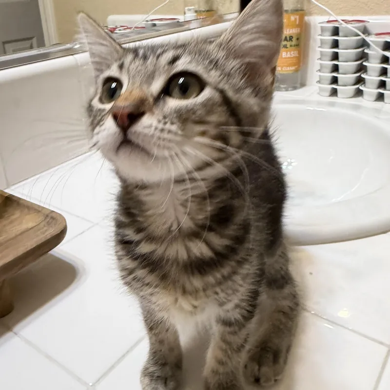 A baby medium-sized female Tabby (Gray / Blue / Silver) Tabby cat named Penny & Piper Bonded for adoption in Brentwood, CA