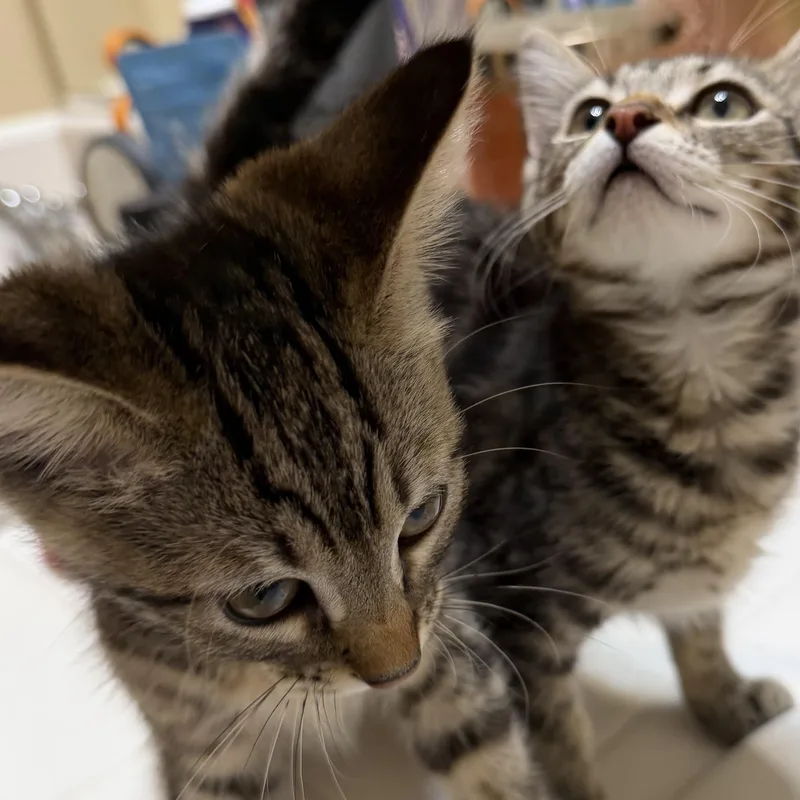 Penny & Piper Bonded thumbnail 2
