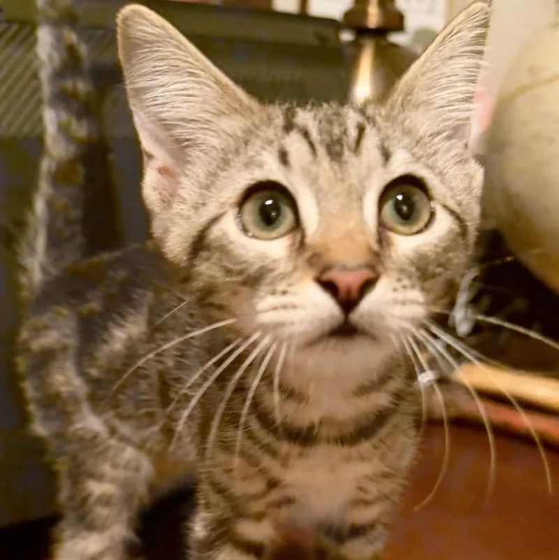 Penny & Piper Bonded thumbnail 3