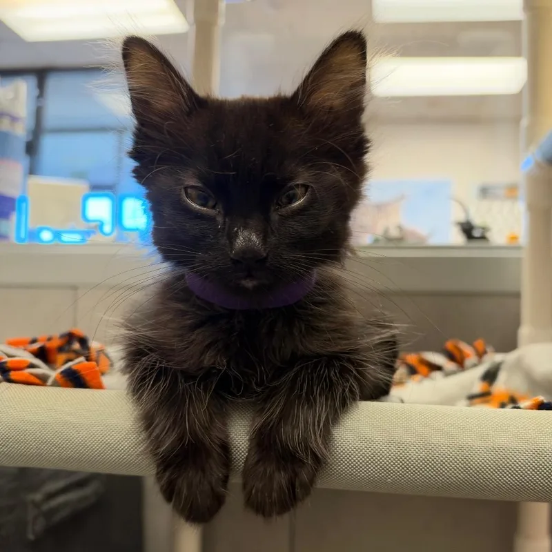 A baby small-sized male Domestic Medium Hair cat named Miles Davis for adoption in Commerce City, CO